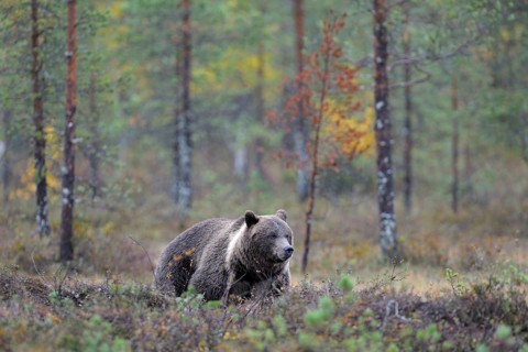 Brown Bear (Ursus arctos) in the autumnally coloured taiga or boreal forest
