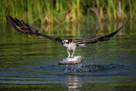 Osprey (Pandion haliaetus) in flight with Rainbow Trout (Oncorhynchus mykiss) as prey
