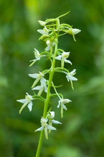 Lesser Butterfly Orchid (Platanthera bifolia)
