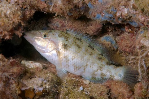 East Atlantic Peacock Wrasse (Symphodus tinca)