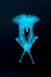 Jellyfish (Medusozoa sp.)