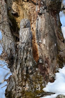 Ural owl (Strix uralensis) perched on an old tree trunk