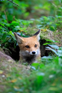 Red Fox (Vulpes vulpes)