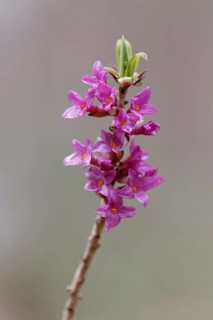 Flowering Mezereon (Daphne mezereum)