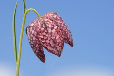 Snake's Head Fritillary (Fritillaria meleagris)