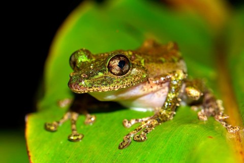 Mossy Yellow Green Frog (Spinomantis aglavei)