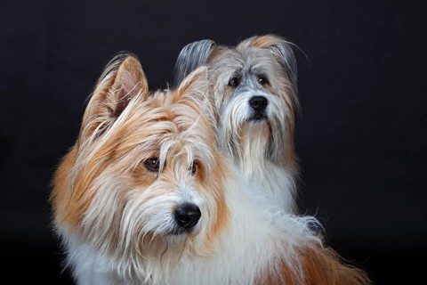 Two Elos
