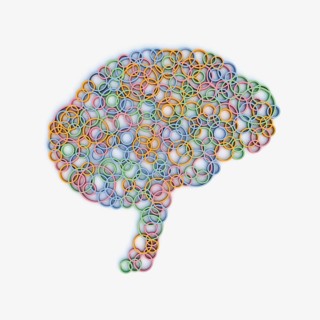 Brain