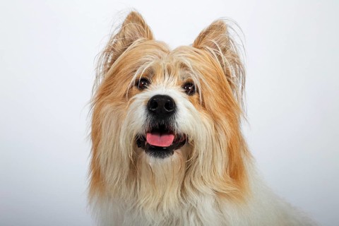 Elo or Great Elo breed of dog