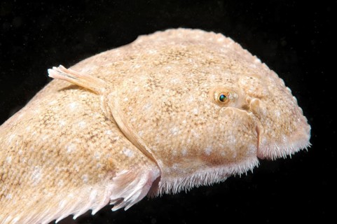 Snouted sole (Solea lascaris nasuta