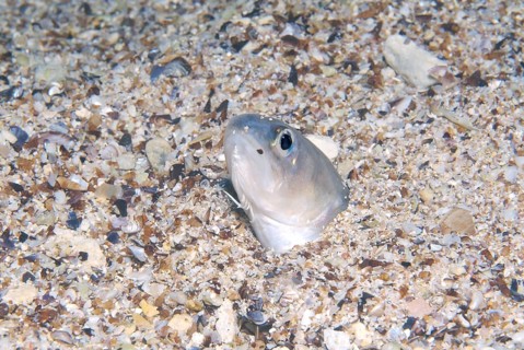 Roche's snake blenny (Ophidion rochei)