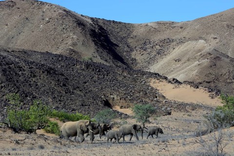 African elephants (Loxodonta africana)