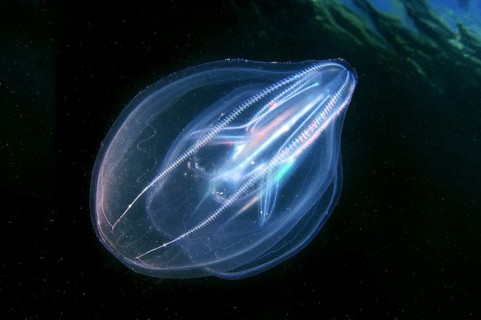 Warty Comb Jelly or Sea Walnut (Mnemiopsis leidyi)