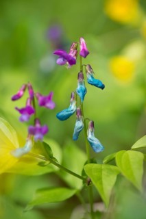 Spring Pea or Spring Vetchling (Lathyrus vernus)