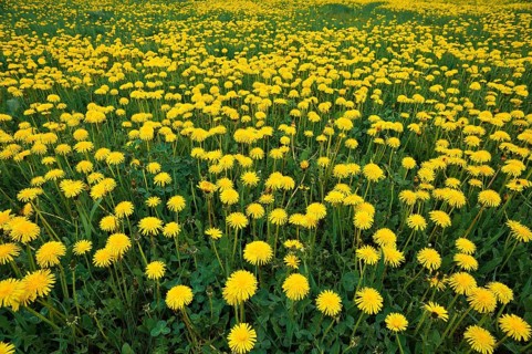 Flowering dandelion meadow (Taraxacum sect. Ruderalia)
