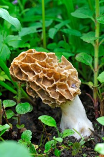 Black Morel (Morchella elata)
