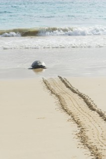 Green Sea Turtle or Pacific Green Turtle (Chelonia mydas japonica) on the way to the sea