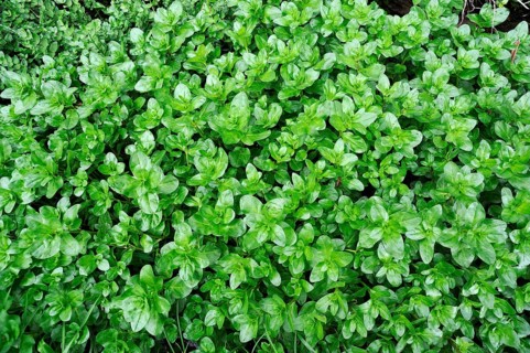 Watercress (Nasturtium officinale)