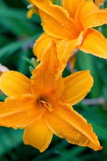 Fire Lilies or Tiger Lilies (Lilium bulbiferum)