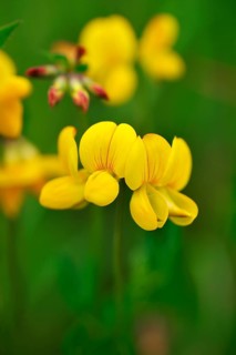 Bird's-foot Trefoil (Lotus corniculatus)