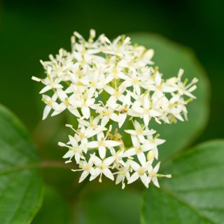Common Dogwood (Cornus sanguinea)