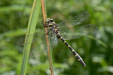 Sombre Goldenring (Cordulegaster bidentatus)
