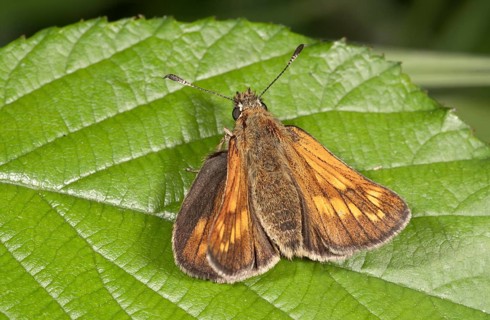 Silver-spotted Skipper (Hesperia comma)