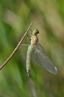 Newly hatched Spotted Darter (Sympetrum depessiusculum)