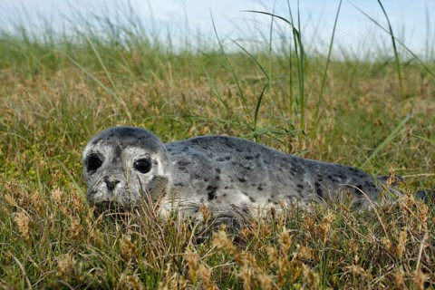 Harbour Seal (Phoca vitulina)