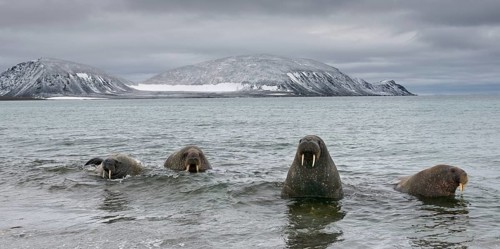 Pod of Walruses (Odobenus rosmarus) on a beach