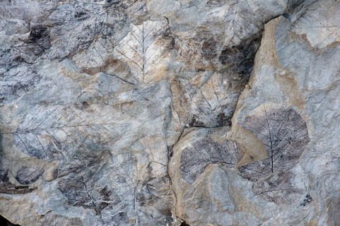 Fossils of deciduous leaves