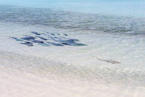 Bluefin Trevally (Caranx melampygus) chasing a Blacktip Reef Shark (Carcharhinus melanopterus)