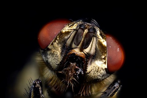 Compound eyes