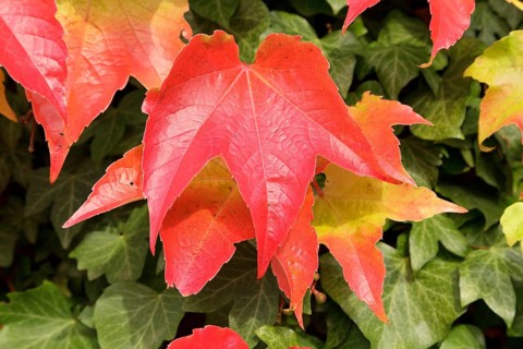 Boston ivy (Parthenocissus tricuspidata) and ivy