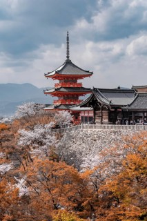 Pagoda and Zuigudo-Hall of the Kiyomizu-dera Temple to Cherry Blossom