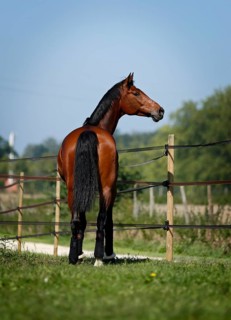 Holsteiner horse