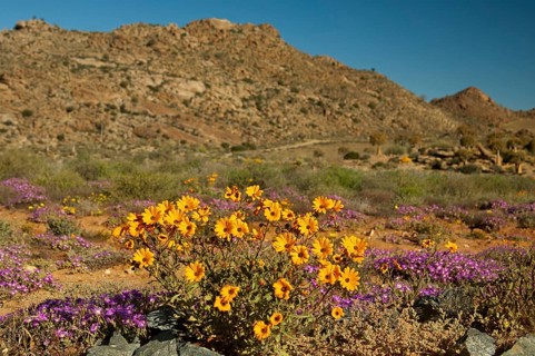 Landscape with spring flowers
