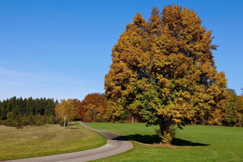Path through a field with autumn trees