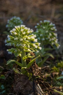 White Butterbur (Petasites albus)