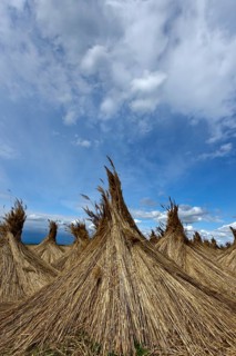 Reed put up for drying