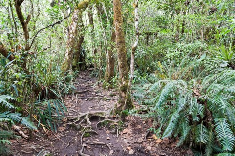Hiking trail in dense tropical rain forest