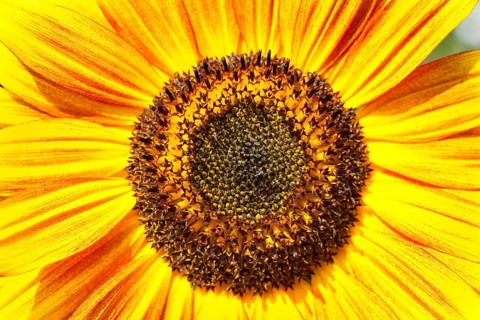 Inflorescence of a Sunflower (Helianthus annuus)