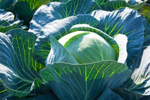 White Cabbage (Brassica oleracea)