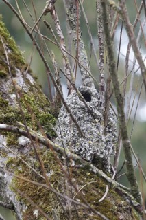Nest of the Long-tailed tit or Long-tailed bushtit (Aegithalos caudatus)