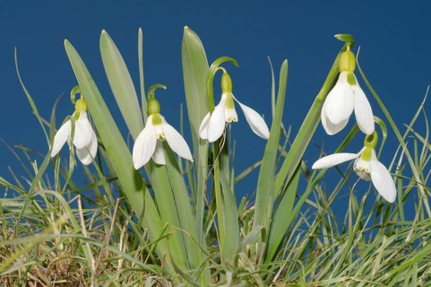 Galanthus or Snowdrop (Galanthus elwesii)