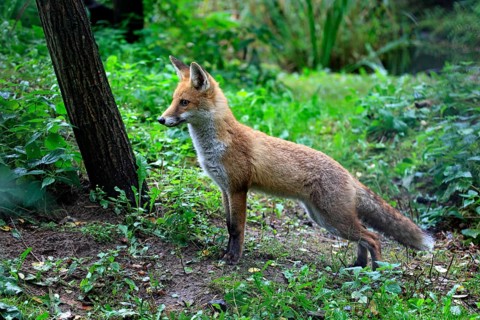 Red Fox (Vulpes vulpes)