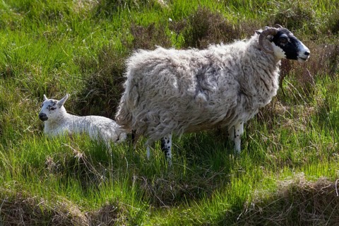 Sheep and lamb