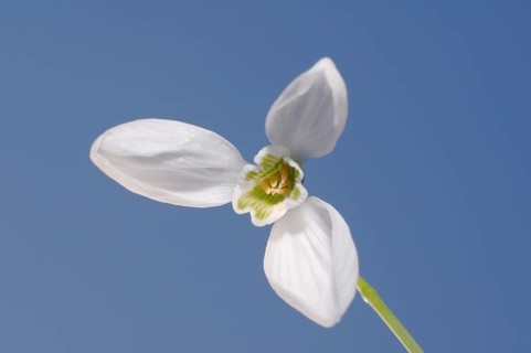 Galanthus or Snowdrop (Galanthus elwesii)