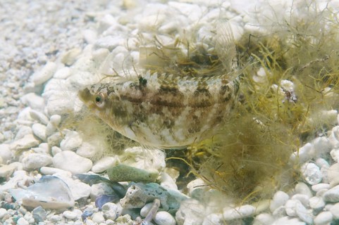 Grey wrasse (Symphodus cinereus) guarding its nest