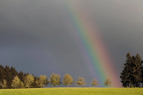 Rainbow behind a row of trees